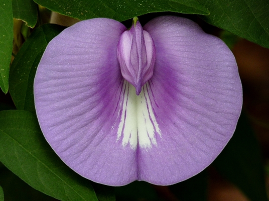 {Centrosema virginianum}